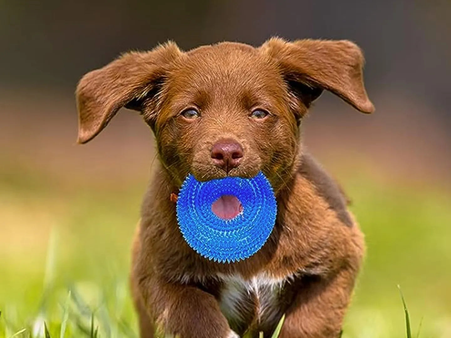 Dog Toys